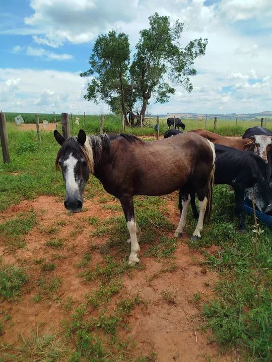 Cavalo Pampa  - Foto 3