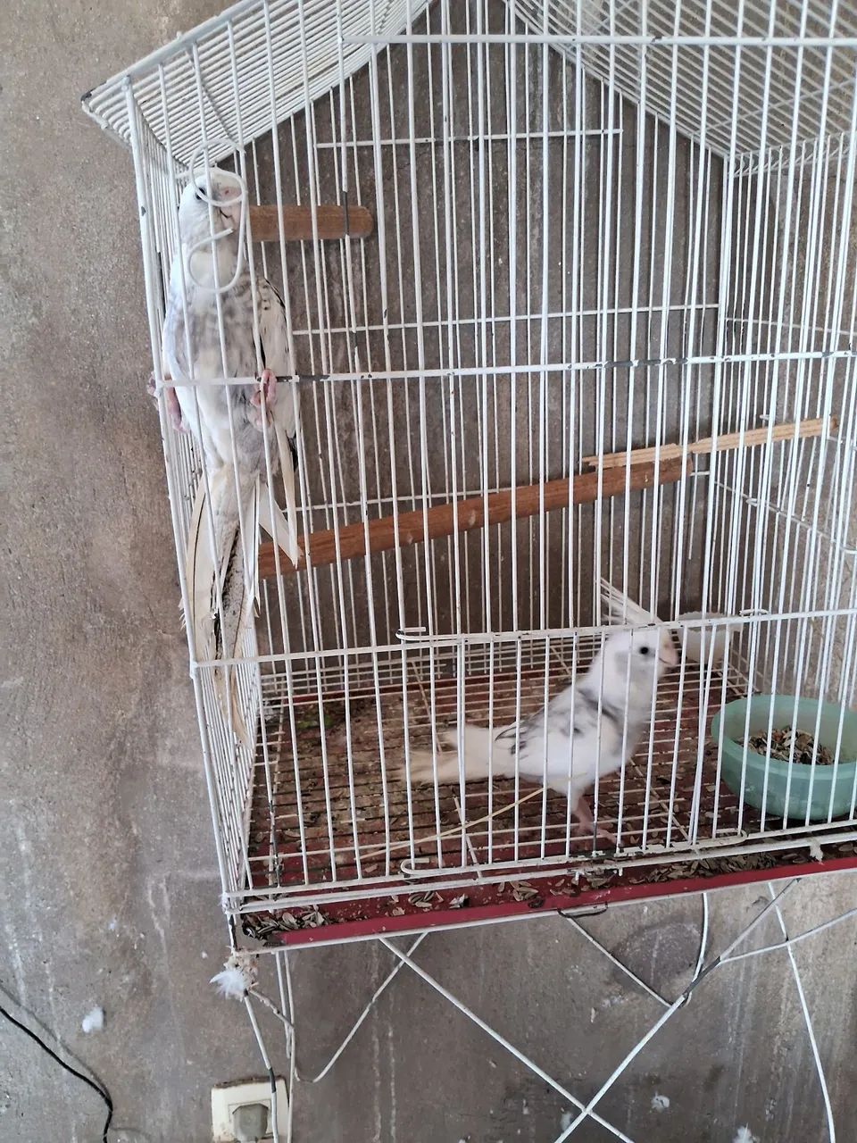 Linda gaiola64314061320963122