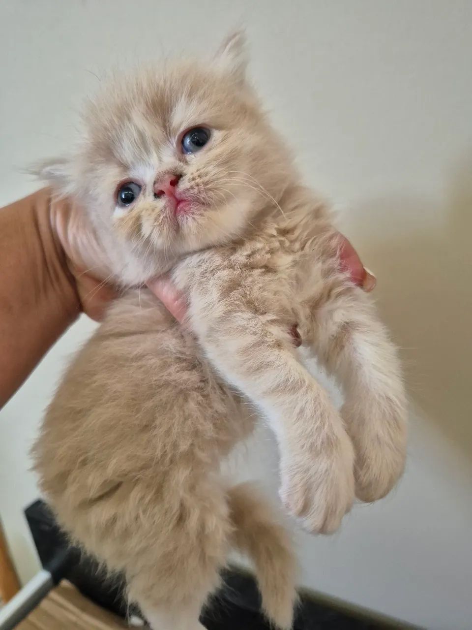 GATO PERSA  - Foto 3