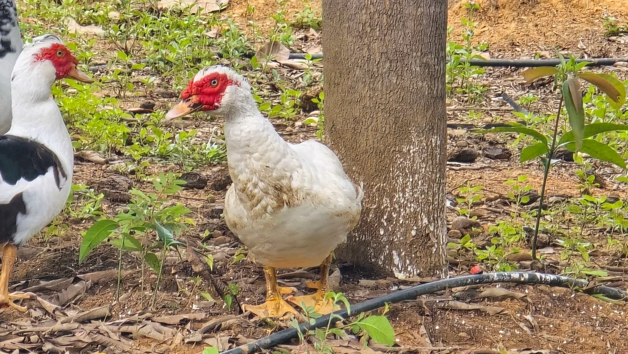Vende-se Patos