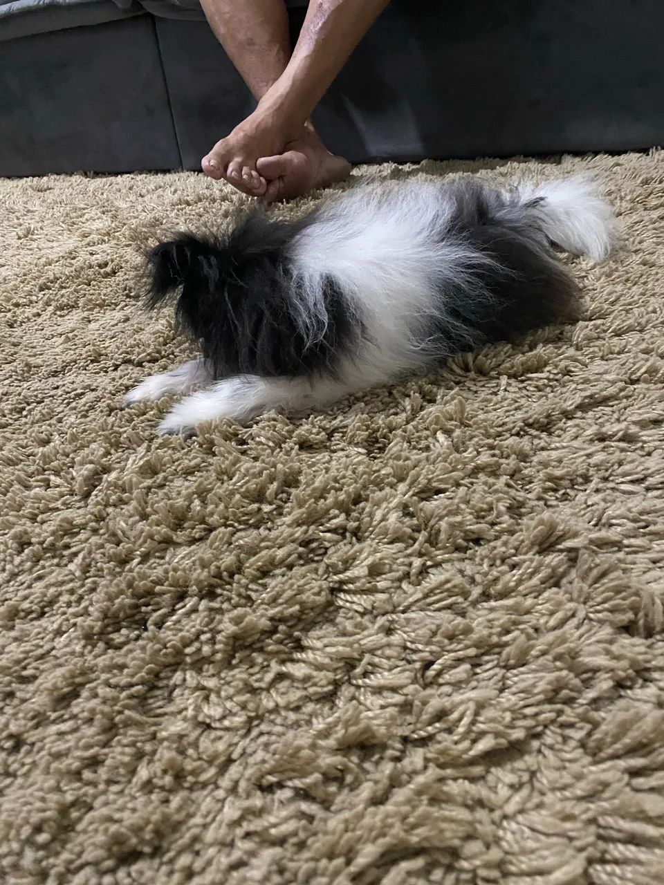 Vendo fêmea spits alemão  - Foto 2