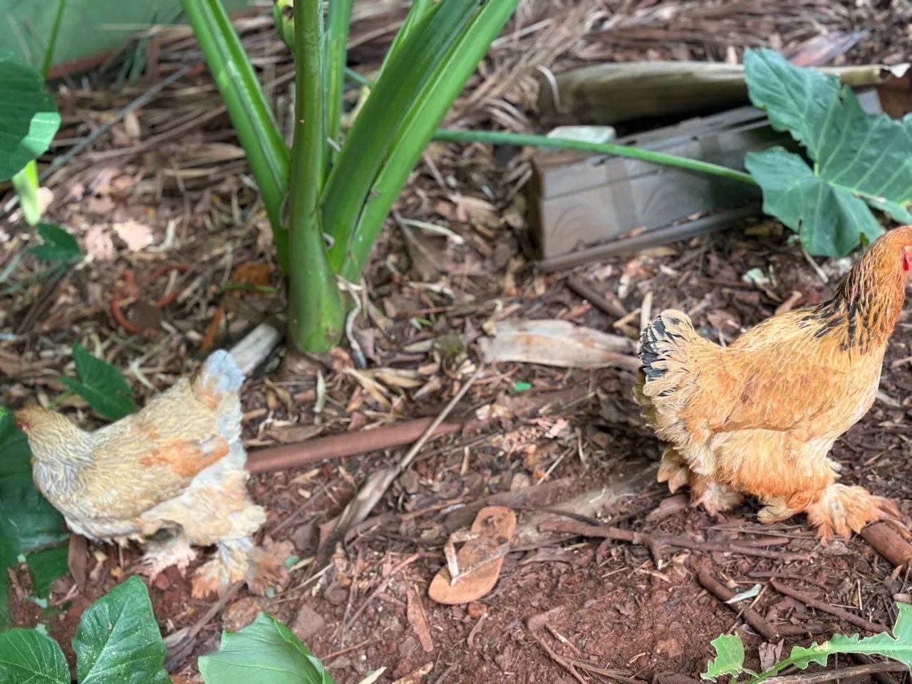 Casal galo e galinha brama  - Foto 4