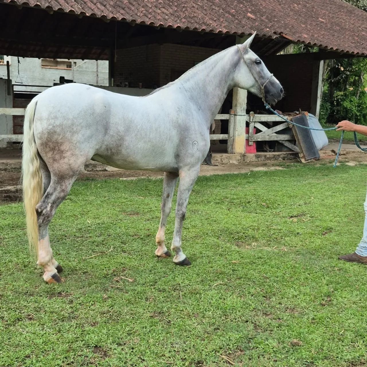 Cavalo mangalarga machador