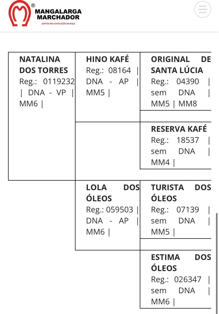 Cavalo Mangalarga marchador  - Foto 4