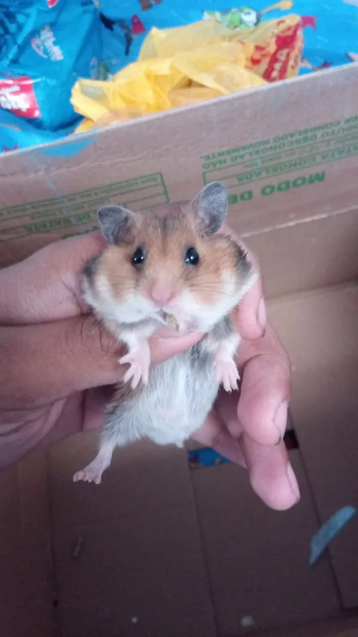 Hamster Sírio - Lindo e Adorável!