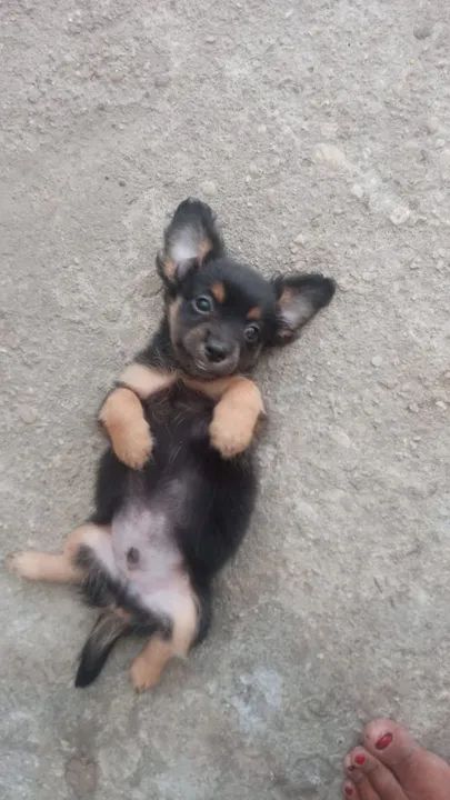 Pincher Peludinho - Foto 2