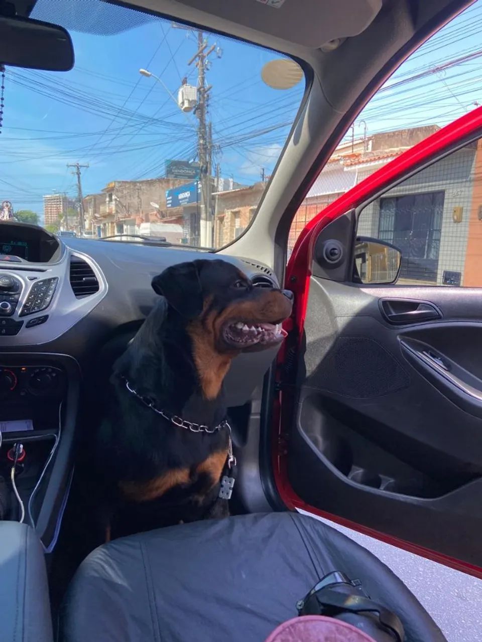 Filhote de Rottweiler 