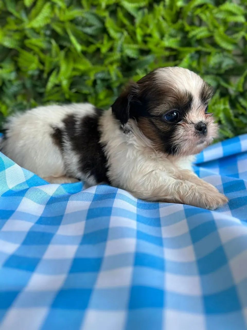 Shih Tzu meninos para reserva  - Foto 2