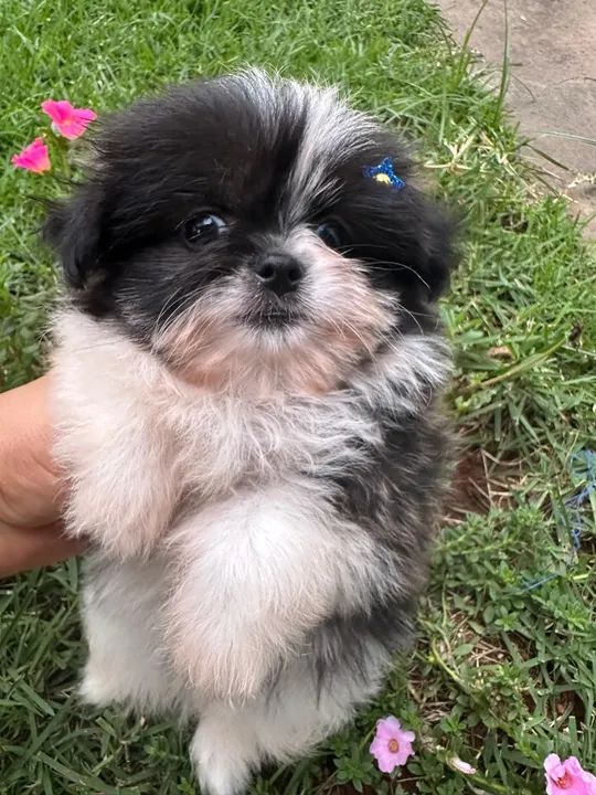 Belo Filhote de Shih Tzu com Spitz Alemão - Foto 2