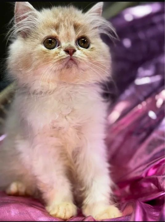 Filhote Fêmea Persa Pelo Longo - Foto 2