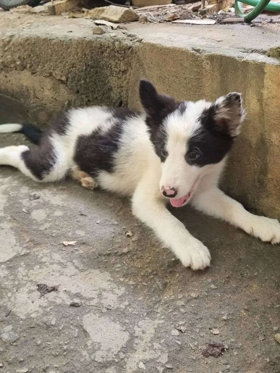 Dois filhotes de Border Collie - Foto 4