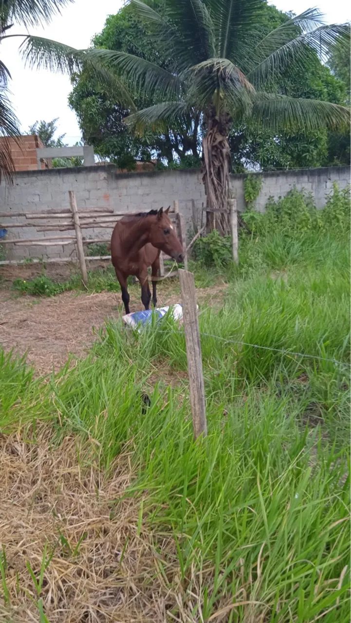 Vendo ou troco cavalo  - Foto 3