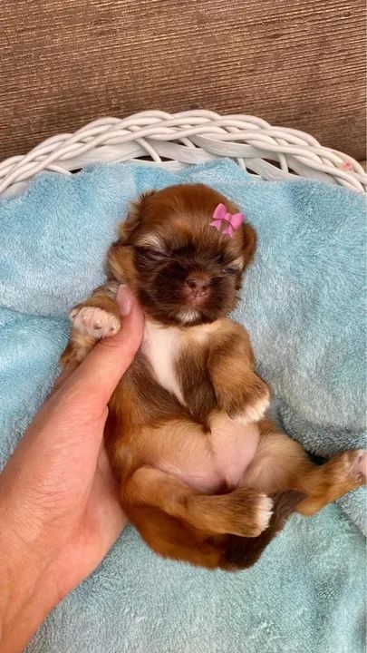Filhotes Shih Tzu fígado disponíveis  - Foto 5