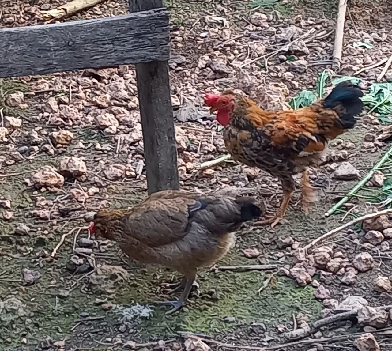 Vendo um casal de galinhas de raças pequenas  - Foto 3