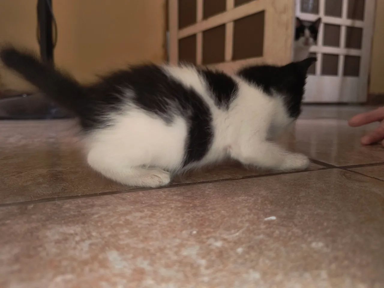 Lindo Gatinho macho - Foto 3