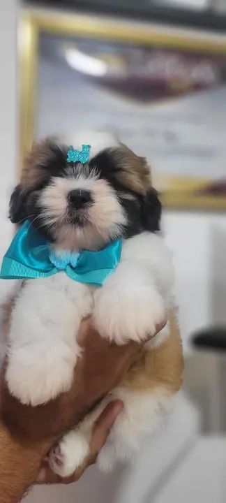 Shih-tzu Macho  - Foto 5