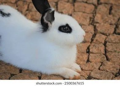 Coelho Branco e Preto - Adorável!