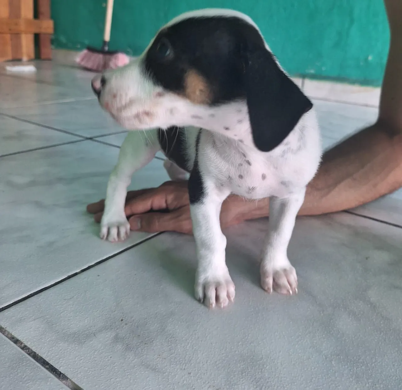 Filhote de cachorro disponível para adoção!
