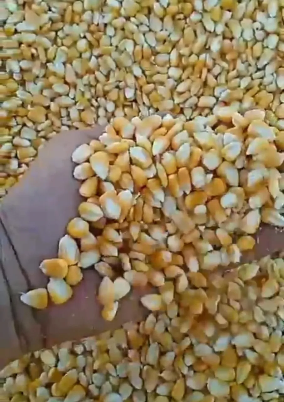 Milho Safra Nova,Quirela de Milho e Demais Produtos Agricolas Direto da Fazenda