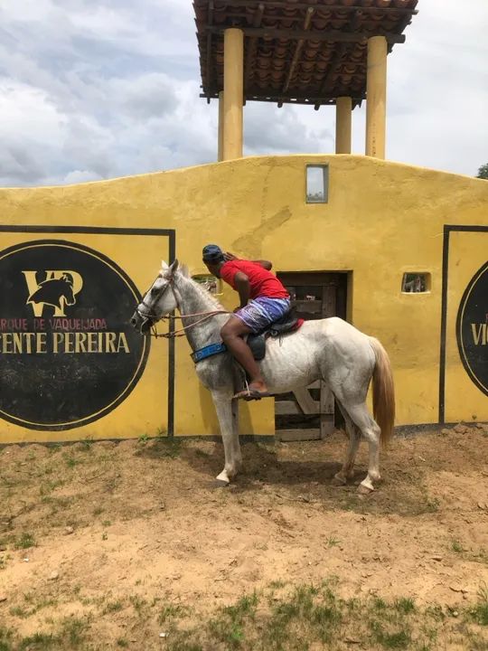 Vendo essas duas éguas!  - Foto 2