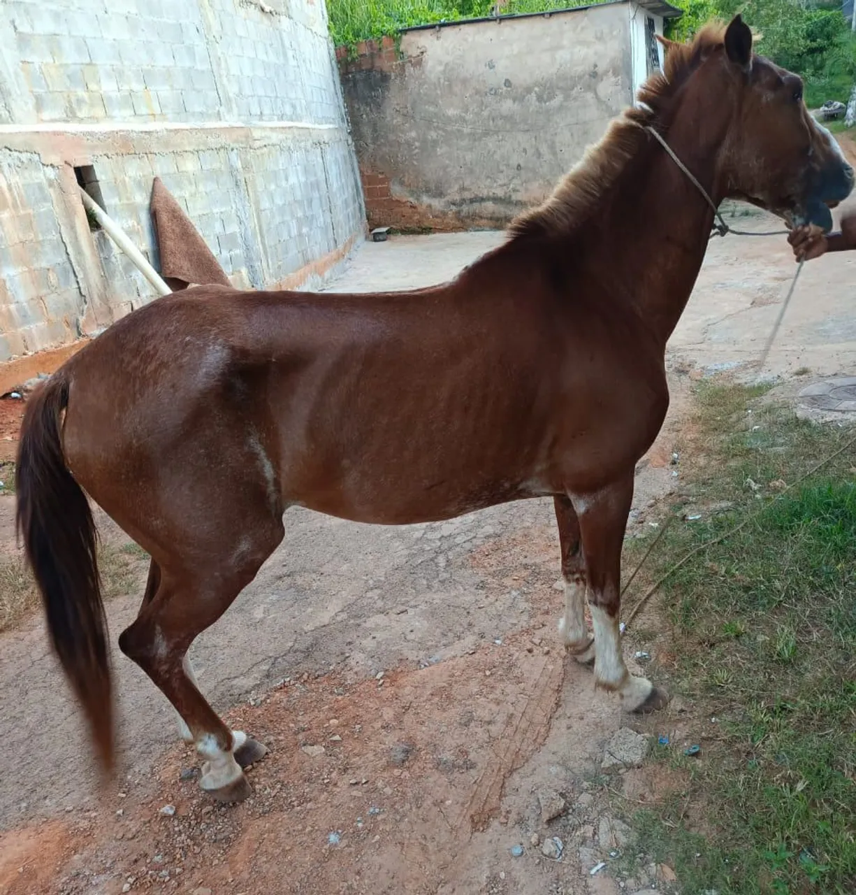 Cavalo manga larga capado de 4.500