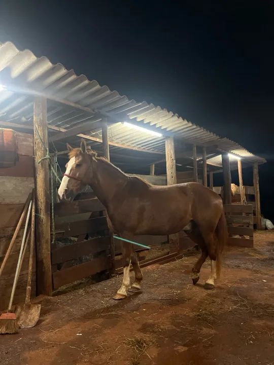 Cavalo manso bom para passeio! - Foto 2