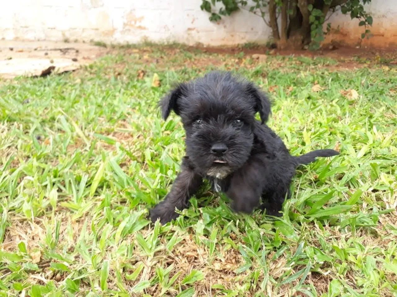 Schnauzer - Foto 4