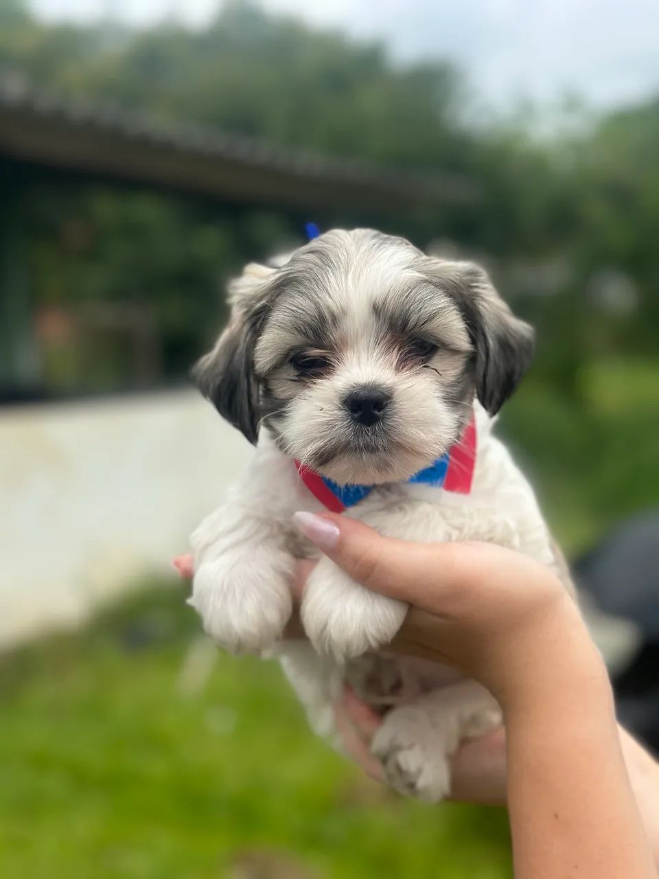 Lindíssimo bebê de Lhasa apso macho!