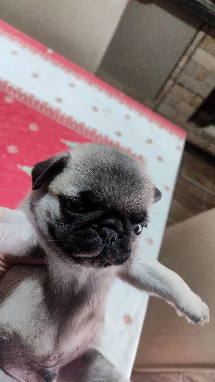 Pug macho  - Foto 2