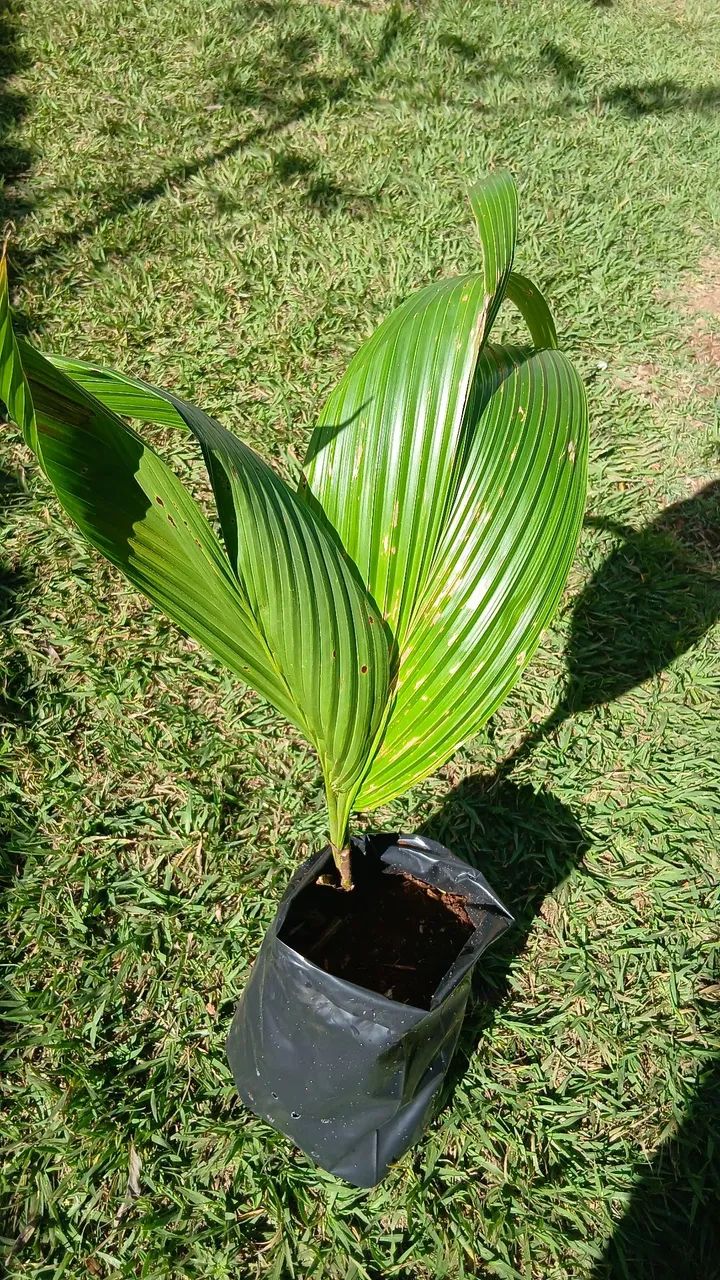 Coqueiros - Foto 4