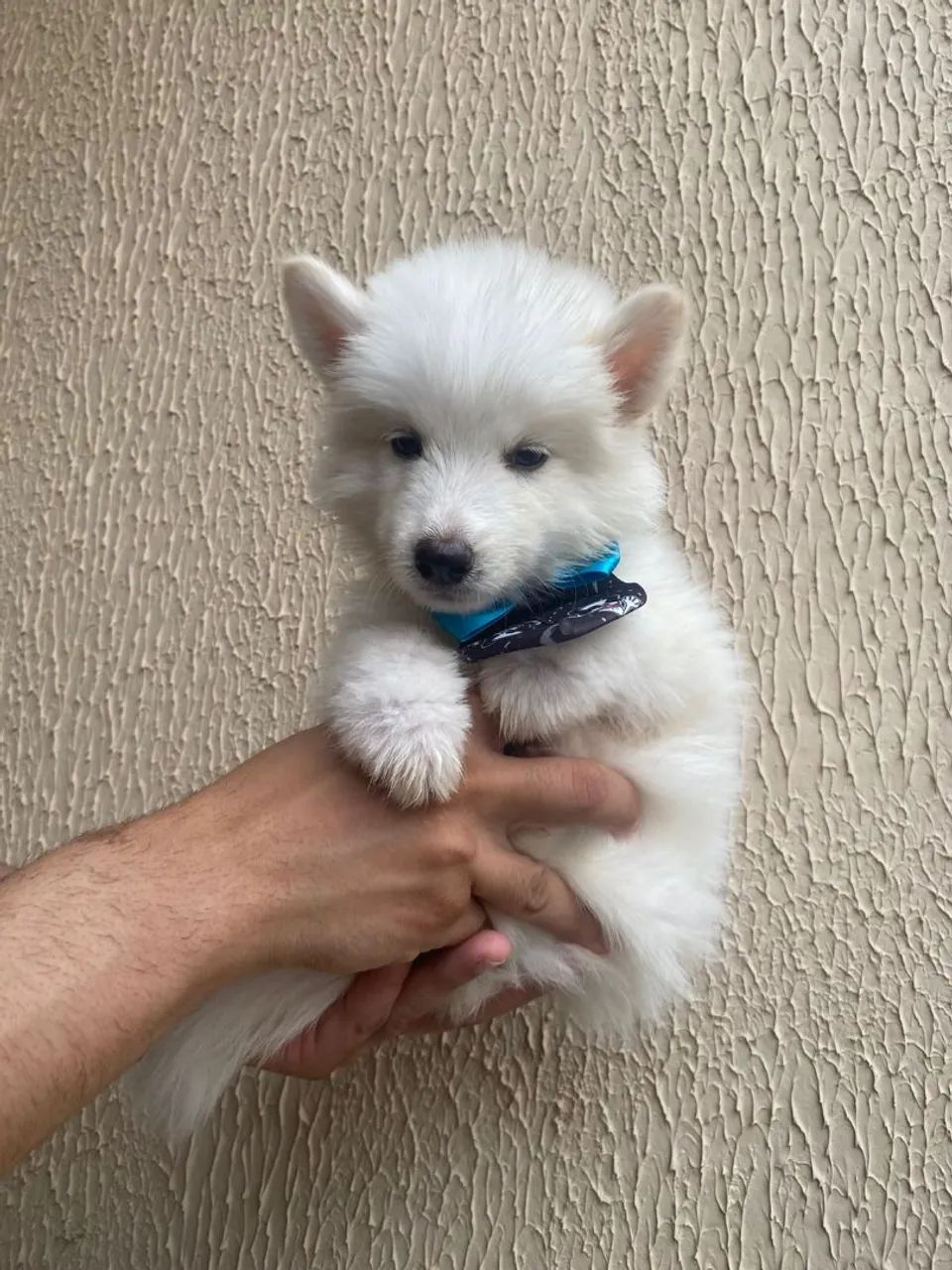 Husky siberiano - Foto 4