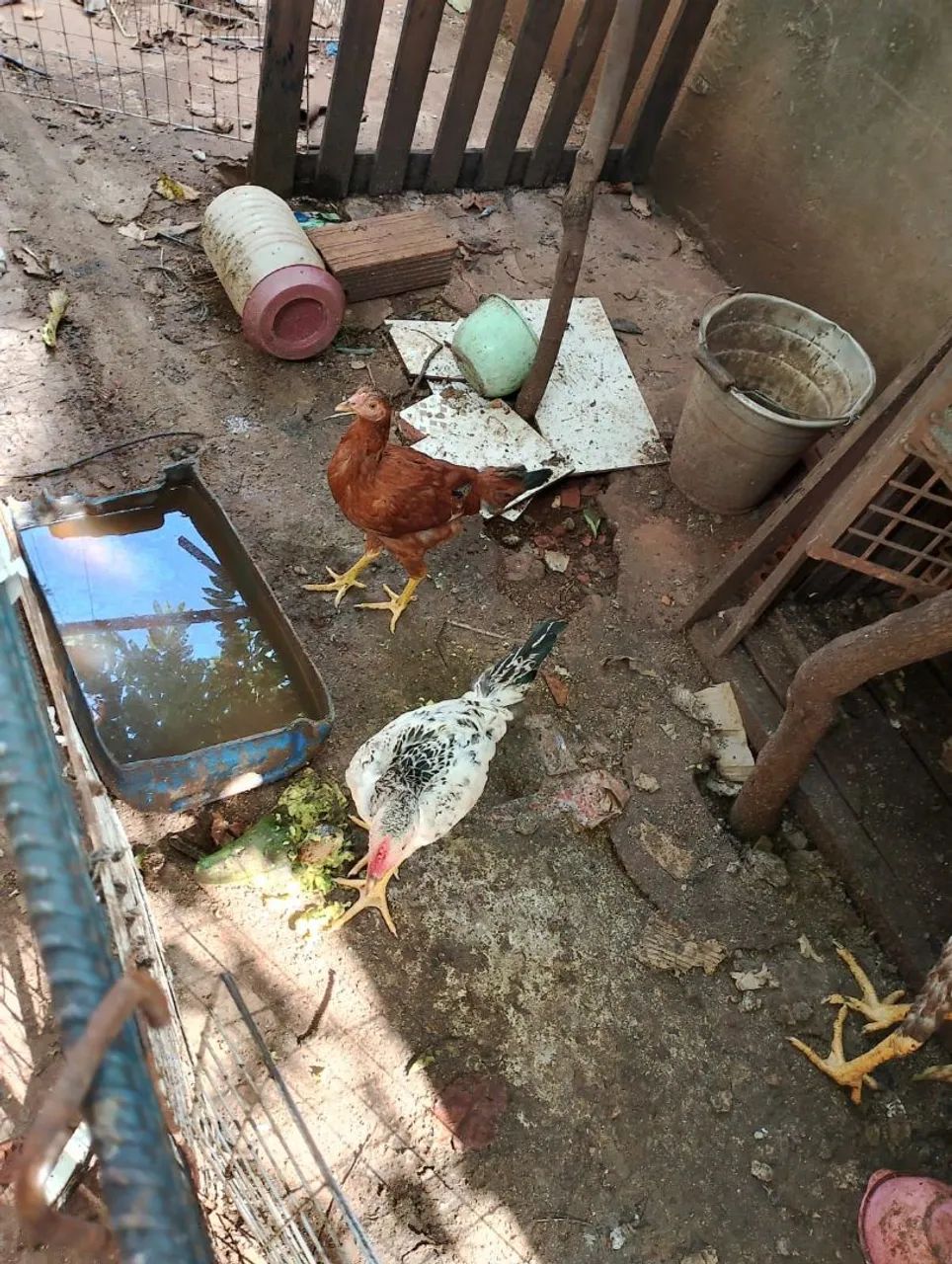 Galinha caipira de raça galo