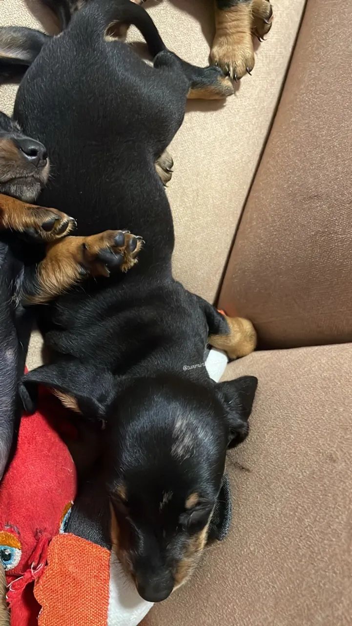 Dachshund  - Foto 4