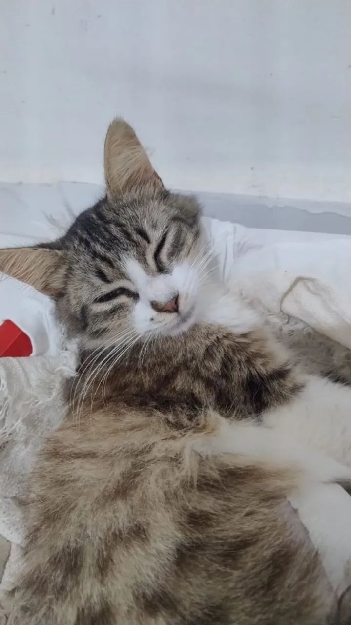 Gata para adoção 