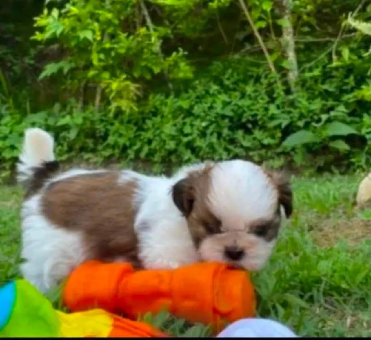 Bebês shihtzu mini  - Foto 2