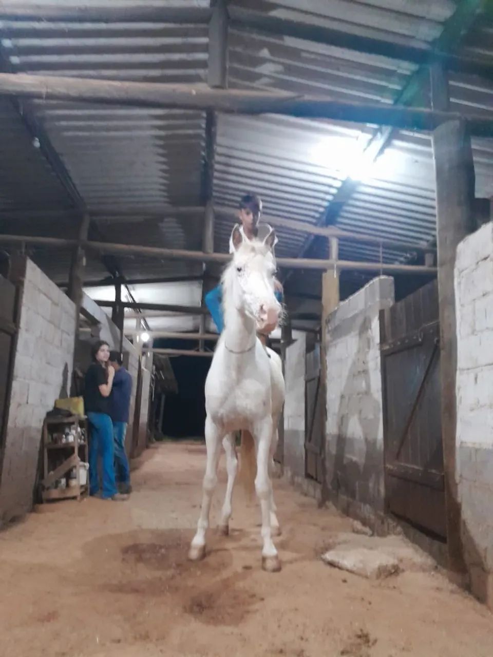 Cavalo com 6 anos bom de rédia bom para a charrete meche com bom raça aplauso 