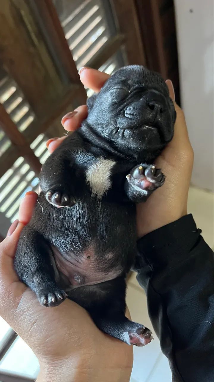 Filhotes de buldogue francês  - Foto 3