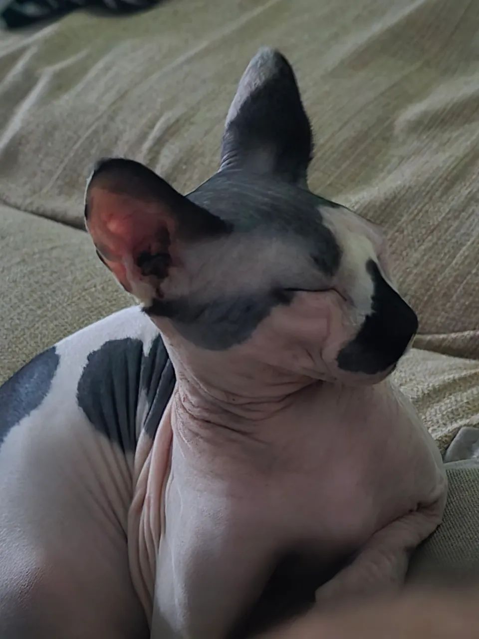 Gato Sphynx Macho com Pedigree - Foto 2