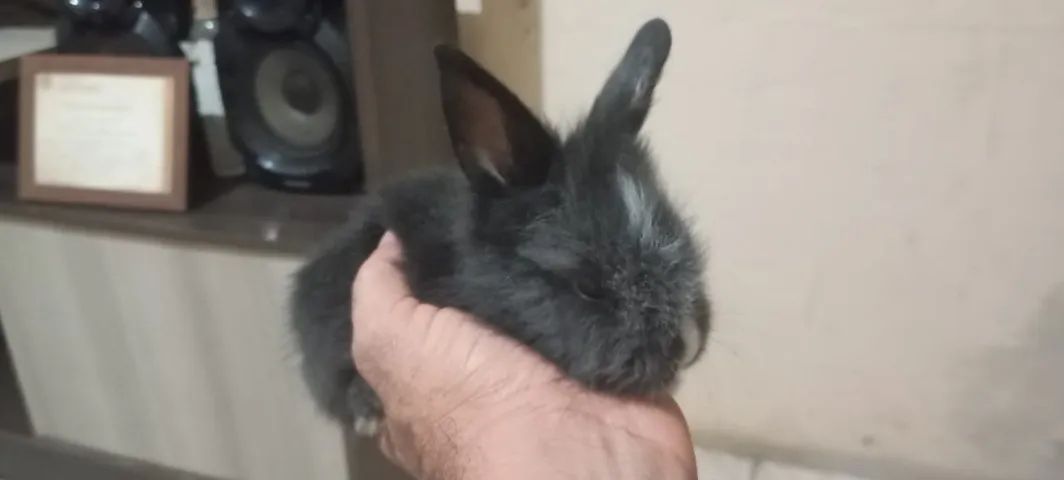 Filhotes de Coelho da Raça Mine Lion - Foto 5