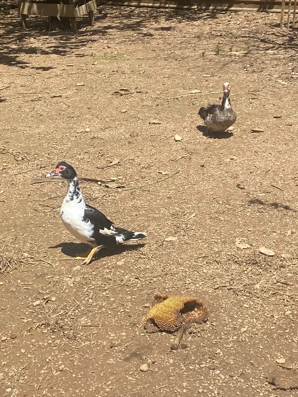 Patos