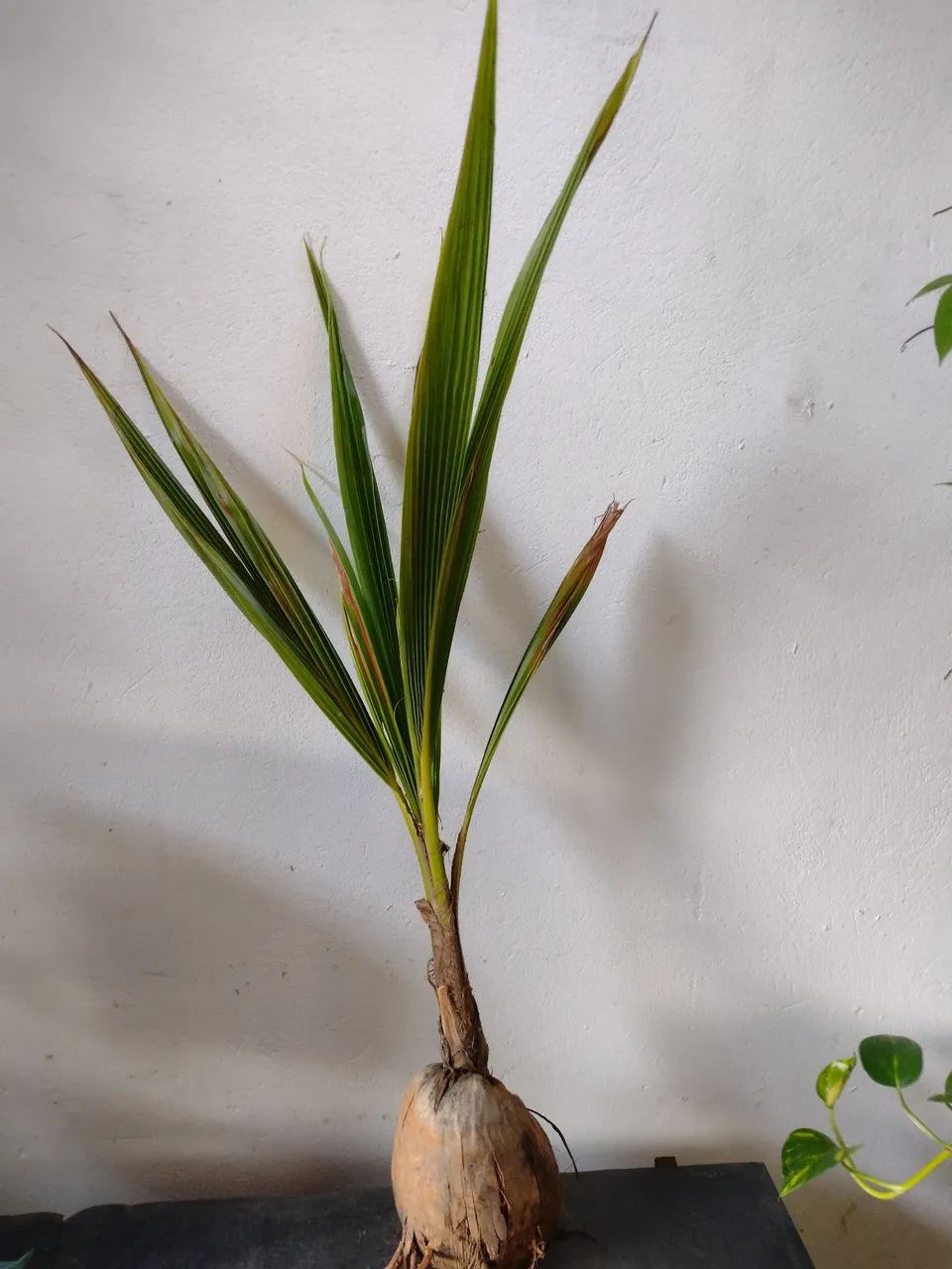 Coqueiro anão  - Foto 3
