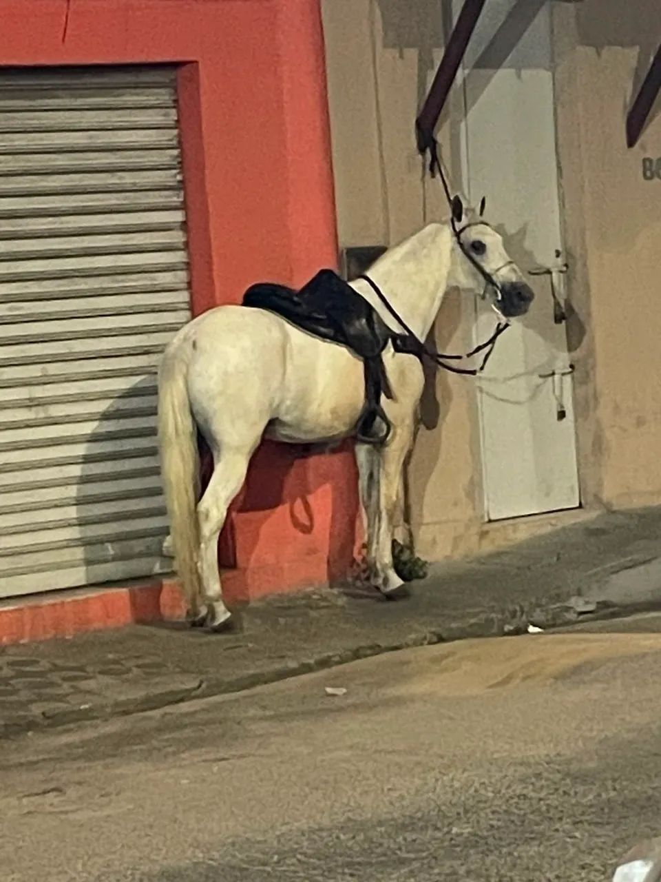 Cavalo mangalarga  - Foto 2