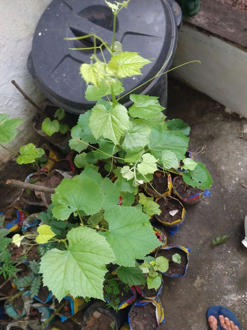 Mudas de uva ja produz 4 unid. - Foto 4