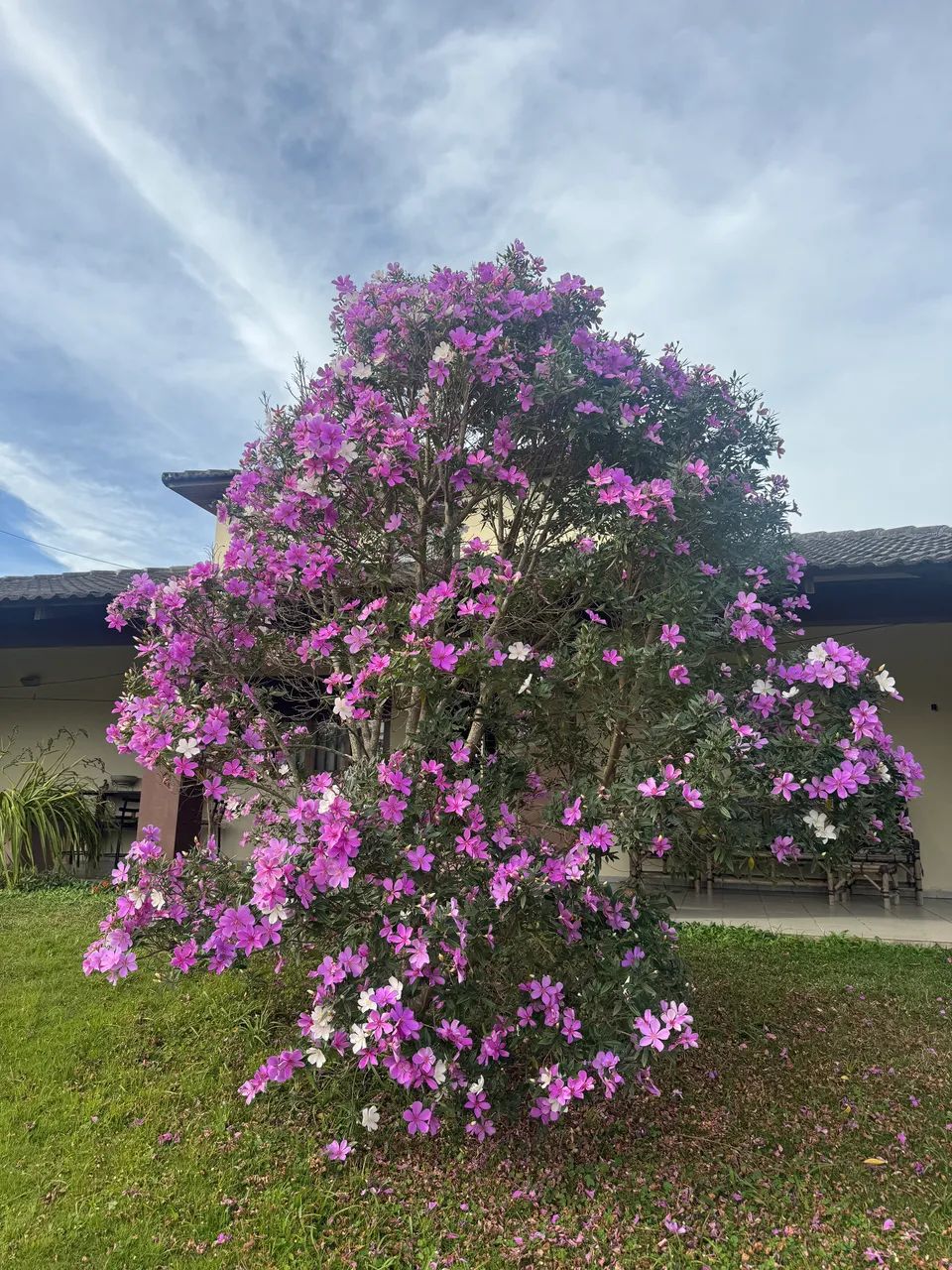 Manacá da serra muda - Foto 3