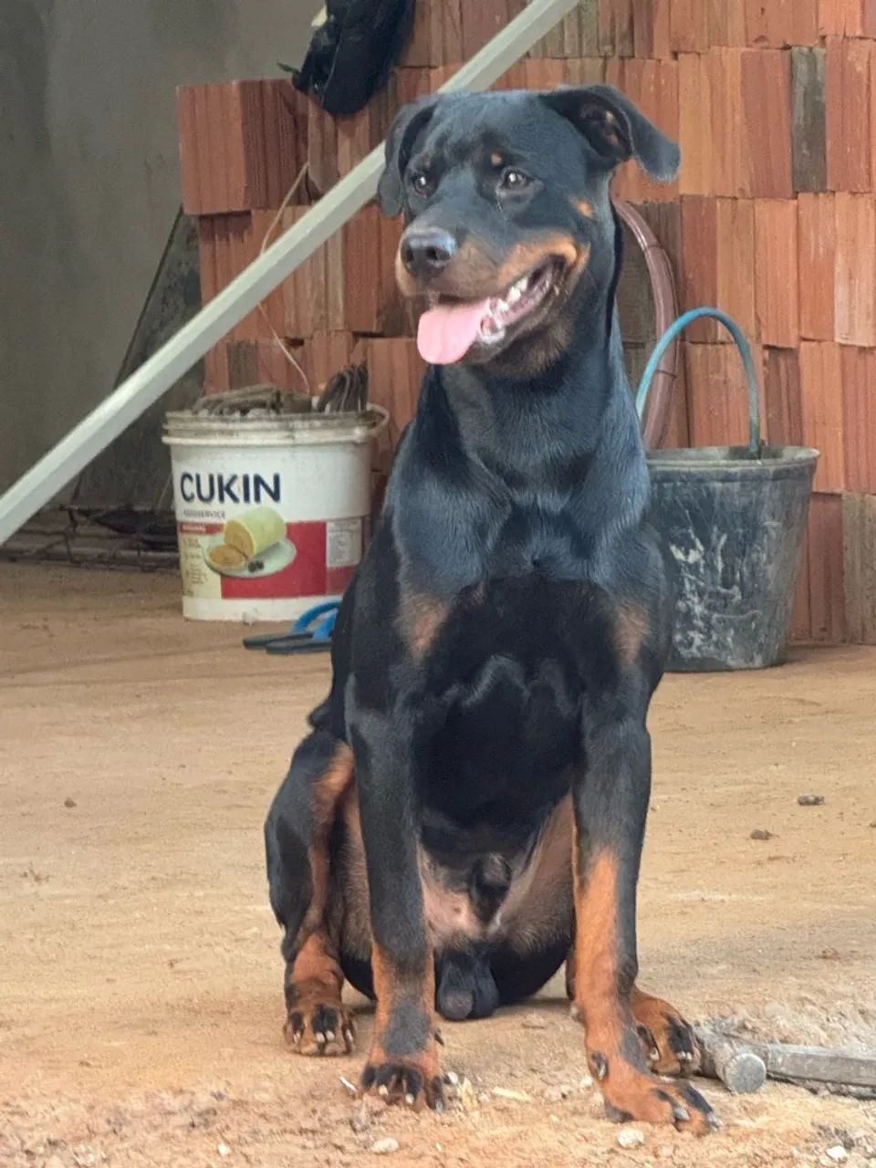 Cachorro Rottweiler - Foto 3