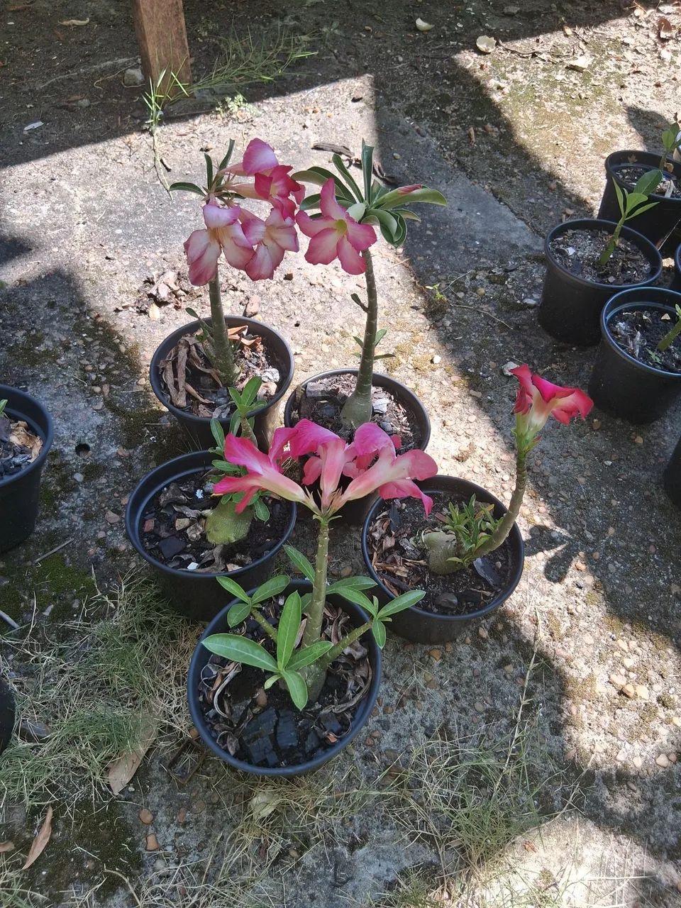ROSAS DO DESERTO  - Foto 2