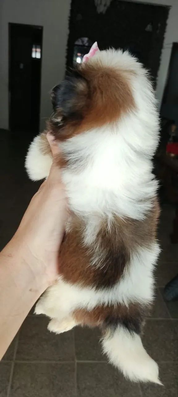 Vendo Shitzu fêmea micro ? - Foto 2