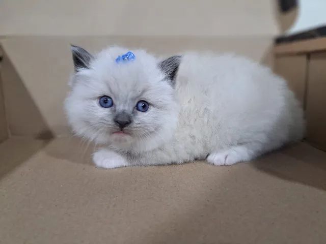 Filhotes gatinhos Ragdoll e Persas