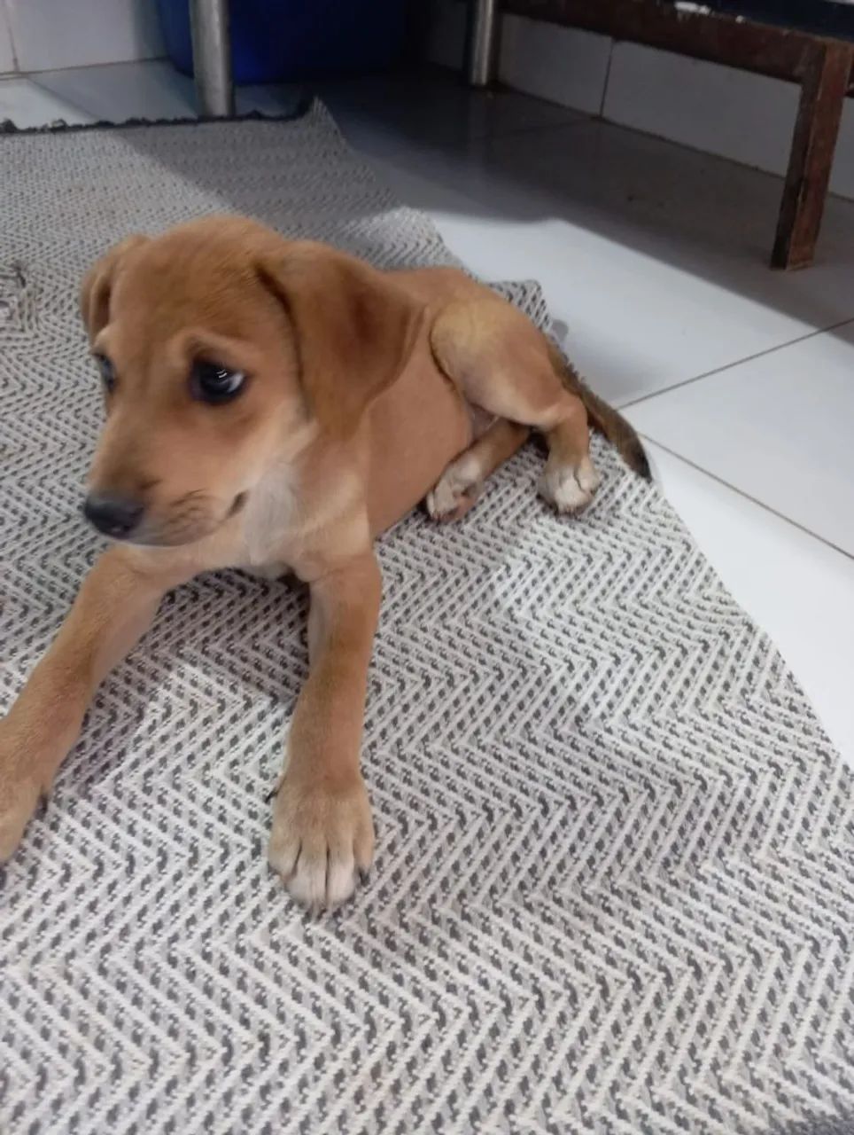 Doa-se cachorrinho  - Foto 4