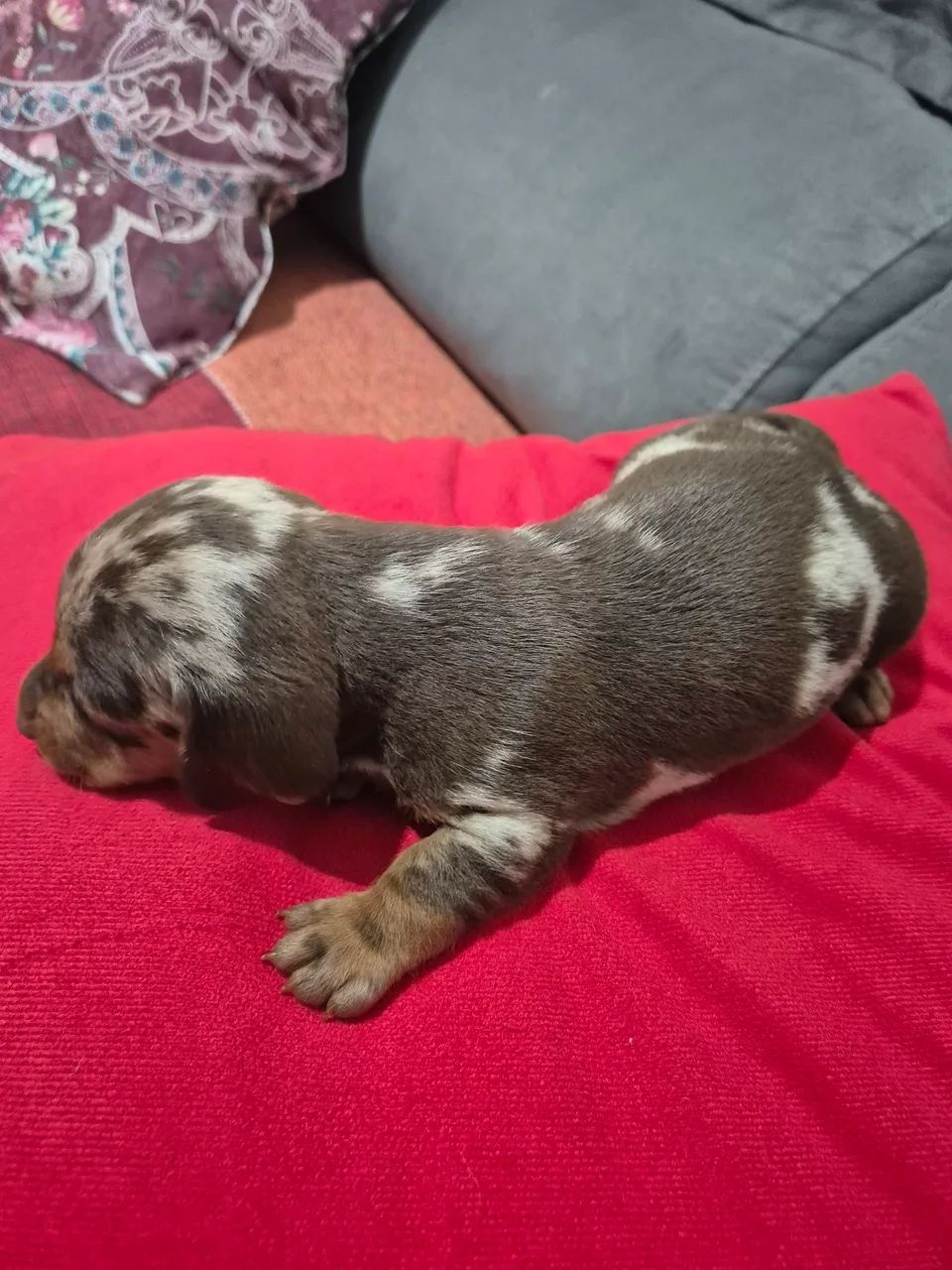Dachshund pra reserva. - Foto 5